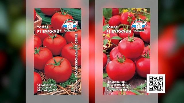Такими томатами можно всю семью накормить.