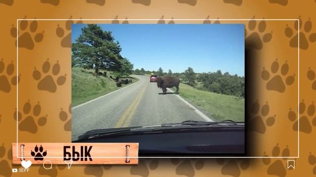 Неожиданные встречи: Как дикие животные внезапно появляются из ниоткуда. смотреть онлайн