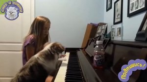 Подборка : Собаки Играют На Пианино
