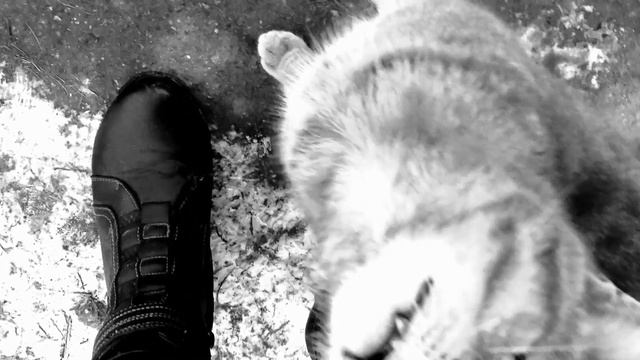 Животное/лучший друг для человека! смотреть онлайн