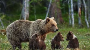 Почему медведи впадают в спячку ?