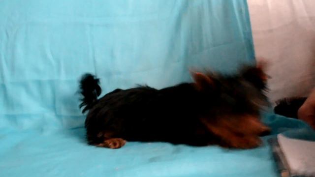 Алирикон Зайка Золотой Лучик смотреть онлайн