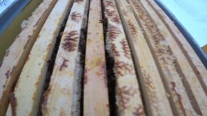 ЗИМОВКА ПЧЁЛ В ППУ С ВЕРХНЕЙ ВЕНТИЛЯЦИЕЙ, ПРИМЕР УЛЬИ РУТА.