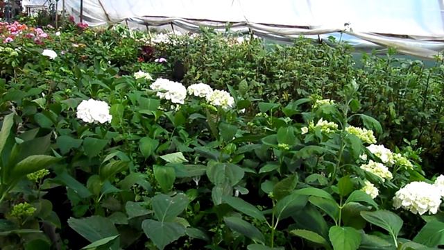 Ремонтантная крупнолистная гортензия- посадка и уход. смотреть онлайн