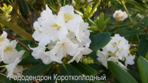 Зимостойкие рододендроны в Нижегородской обл  (Бот сад)