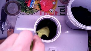 Посадка клубники "Медовое лето" на рассаду