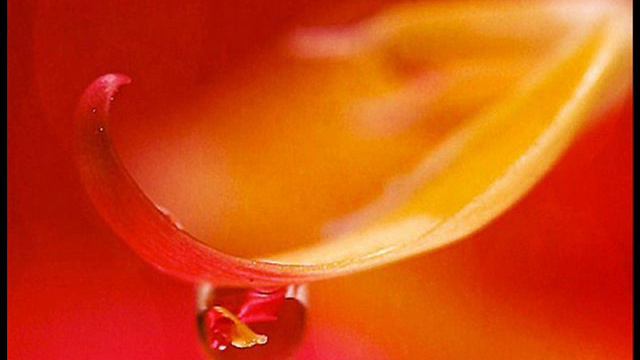 A. Vivaldi: Op. 8 n. 7 - 'Concerto facto per M: Pisend[e]l' for violin, strings & b.c. (RV 242) смотреть онлайн