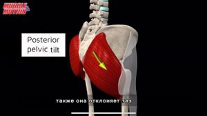 Большая ягодичная мышца. 3d anatomy. MUSCLE MOTION