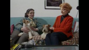 Фокстерьер - замечательный охотник и прекрасный друг. Происхождение породы, экстерьер и воспитание.