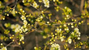 Цветение вишни весной | Футажи красивая природа [FullHD]