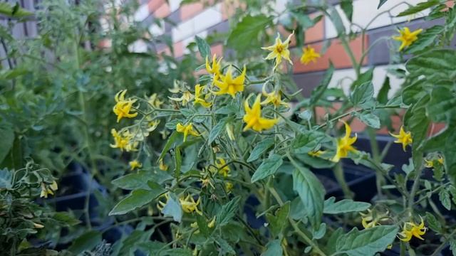 черная пленка не греет землю? смотреть онлайн