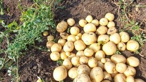 Урожай картошки . Результат шикарный . Бьем рекорды , разбираем сорта картошки