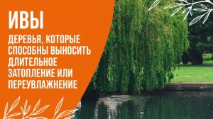 ИВЫ, КОТОРЫЕ ВЫНОСЯТ ДЛИТЕЛЬНОЕ ЗАТОПЛЕНИЕ И ПЕРЕУВЛАЖНЕНИЕ | ЛАНДШАФТНЫЙ ДИЗАЙН