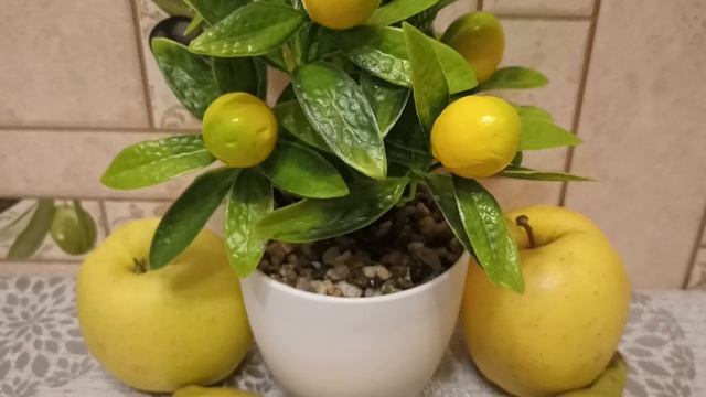 Объявление для зрителей, удалила случайно видео, где его можно посмотреть смотреть онлайн