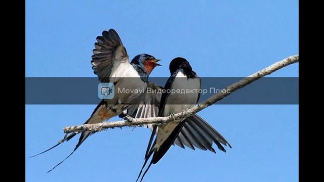 Алексей Плещеев Травка зеленеет смотреть онлайн