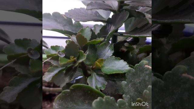 #колумнея #гераньвцвету #бальзамин #цветочныймикс Цветочные новости. смотреть онлайн