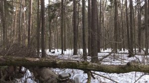 Panasonic HC-VXF990 обзор и тест в лесу