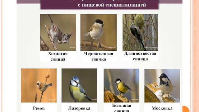 ВИДООБРАЗОВАНИЕ