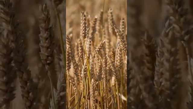 Сказки на ночь - Я муку принёс смотреть онлайн