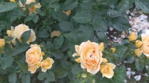 роза Эксплорер и ханзештад росток #розы #сортароз