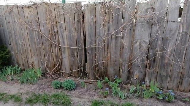 Гортензия черешковая весной.