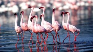 Главные достопримечательности Греции. Интересные факты о Греции. Этапы истории Греции.