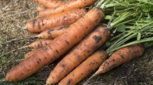 ПОЧВА: СОСТАВ И ПЛОДОРОДИЕ ПОЧВЫ    УРОК №2