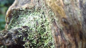 Lichen and Jelly Rot Fungus - Fléttur og skófir - Grænar Blaðfléttur  -  Rotsveppur