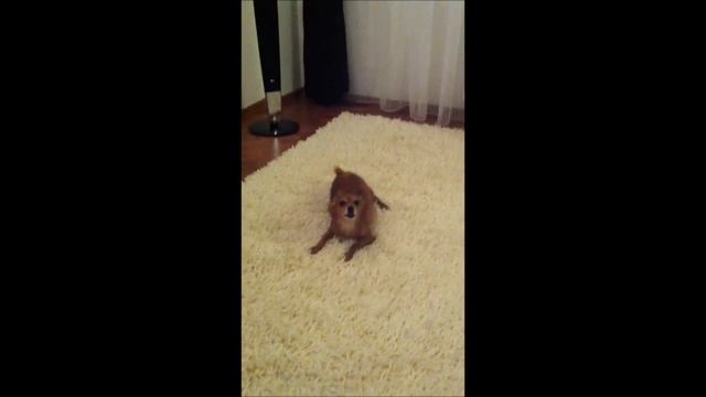 Танцующий пёс. смотреть онлайн