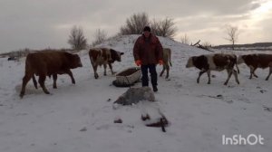 Вес бычка в 1 год и 7 мес.