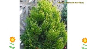 Туя складчатая Корник II. Краткий обзор, описание характеристик thuja plicata Kornik