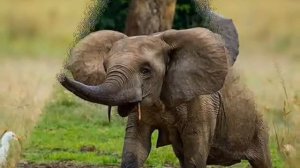 Африканский слон — African elephant