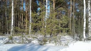 Лес весной, весна начинается в лесу, ясное голубое небо снег в лесу, начало весны