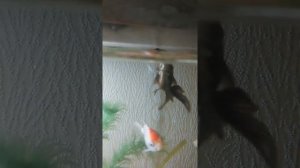 Рыбка телескоп об уходе