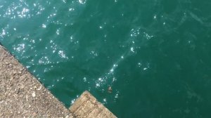 ЧЁРНОЕ МОРЕ. Рыбалка с Пирса. Скат Карась Барабулька на Креветку