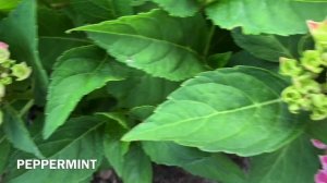 Цветение крупнолистных гортензий: FREUDENSTEIN,SALSA-8,PEPPERMINT,HOVARIA HOPCORN,YOU&ME FOREVER ?