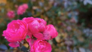 LOVELY FAIRY MINIATURE ROSE plant discovered by Hette Spek Netherlands 1990 ミニバラ ラブリー フェリー