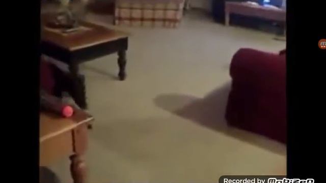 Собака собирается на дачу как собака собирается на дачу в сервисе смотреть онлайн