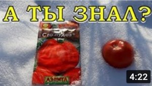 Сеять ТОМАТЫ под зиму, возможно ли это????