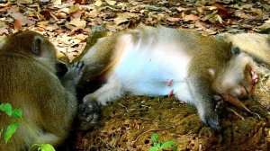 Queen monkey look so comfort that best grooming big Asoep monkey , ASMR Grooming