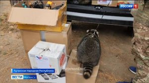 Енот из Херсона