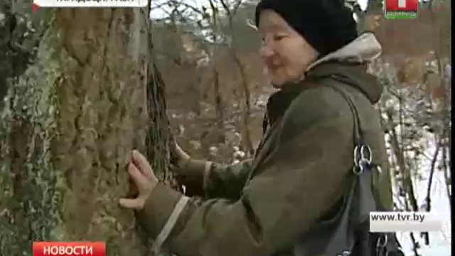 Волшебное белорусское дерево, исполняющее желания
