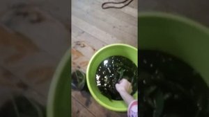 Размножение мандарин путем укоренения. Мандарины на ветках с магазина( базара).Бесплатные черенки 2