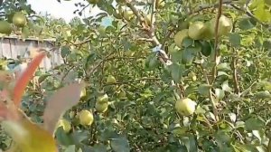 лучшая груша Августовская роса
