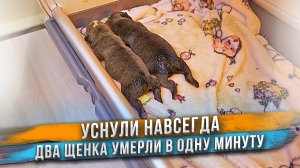 Щенкам резко стало плохо и они умерли одновременно ?