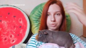 АЛЛЕРГИЯ НА МОРСКУЮ СВИНКУ. СЕЛА НА ВАЛИКА. SvinkiShow