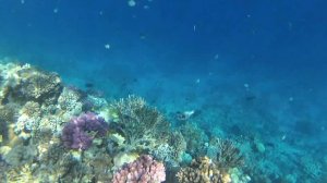 ОПАСНЫЕ И БЕЗОПАСНЫЕ РЫБЫ| Красное море Египет, Хургада 2020