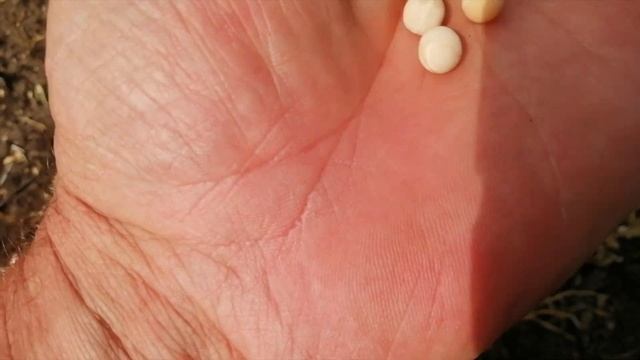 Горох ТИП. Чуда не случилось. смотреть онлайн