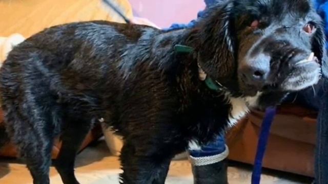 Ее внешний вид не позволяет ей найти семью… смотреть онлайн