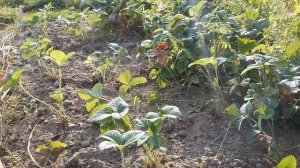 Быстрая обработка и посадка КЛУБНИКИ